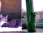 Katze Cloe und Kater Max suchen ein neues Zuhause