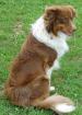 Australian Shepherd / Aussie Deckrüde