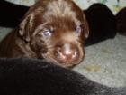 Labrador Welpen Hausaufzucht