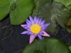Seerose Violet Star Wunderschön große Blüten Rar