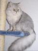 Perserkater Deckkater silver-shaded
