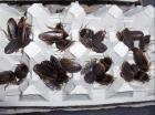 100 adulte Argent. Waldschaben-Blaptica dubia nur 15 Euro