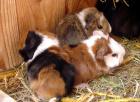 Kerngesunde Meerschweinchen Babys Weibchen und Böcke