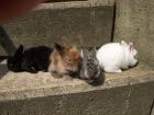 Zwergkaninchenbabys suchen neues zu Hause