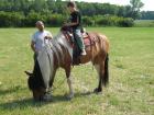 Reiten für Kinder ältere Reitanfänger und Wiedereinsteiger