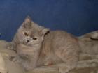 Unsere BKH Kartäuser Katze sucht ein neues Zuhause 8monate alt