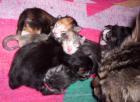 Maine Coon Kitten
