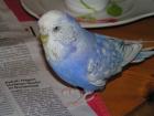 Blauer Wellensittich entflogen