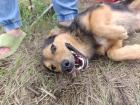 Lex und Nikita - Tierschutz SOS-Liebe Hundekinder Lex und Nikita