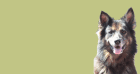 Artgerechtes Hundefutter