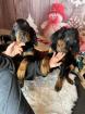 Wunderschöne Gordon Setter Welpen