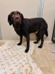 Icarus - lieb ruhig - Labrador-Mischling
