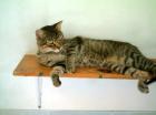 Merlin der super freundliche Tigerkater