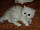 Perserkitten / Perserbaby vom Züchter