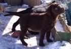 Supersüsse Labradorwelpen in choco gelb und schwarz m. Papieren