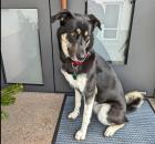 Marla sucht ein passendes Zuhause