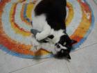 Yelly-Belly Notfall Hoffnungslos