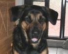 EILT - Labrador-Schäferhund-Mix-Rüde kastriert
