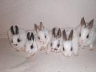 Wir sind da Süße Zwergkaninchen Babys