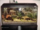 AQUARIUM Komplett Set 60cm x 30 x 30 GUTER ZUSTAND