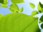 Www. NaturalLiving-Shop. Jimdo. com Naturkosmetik Shop