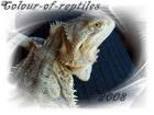 5 Farbbartagamen abzugeben Subadult Adult