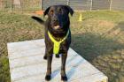 NICKI - bildhübscher Perro de Pastor Mallorquin - 4 Jahre - Tierhilfe-Franken e.