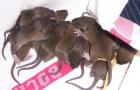 10 kleine Agouti Ratten Babies abgzugeben