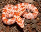 Amelanistische Albino Kornnattern 07/2008