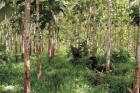 Waldgrundstück / Forstgrundstück in Panama ab 1. 000 m2 kaufen