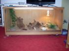 Verkaufe Bartagamen mit Terrarium und viel zubehör