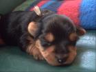Süße Yorkshire Terrier Welpen mit Papieren