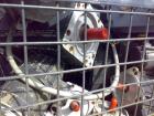 Wer sucht gebrauchte alte Elektromotoren wir kaufen. verwetung Getriebemotoren