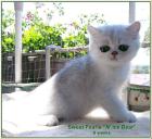 Knuffige Exotic Shorthair-Katerchen