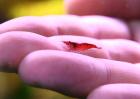 Red Cherry oder Red Fire Neocaridina heteropoda var. Red