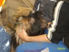 Zwergziegenbock zu verkaufen