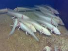 Axolotl Ambystoma mexicanum