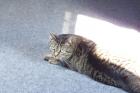Kater im besten Alter sucht dringen neues Zuhause