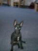 Cindy 6 Mon. sucht neues Zuhause