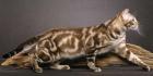 Bengalkater Deckkater