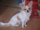 Chihuahua Deckrüde zum Decken