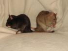 Ratten-Nothilfe Leipzig und Umgebung