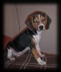 5 Monate junger Beagle sucht liebevolles Zuhause