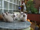 Tonkanesen Kätzchen und Siam Thaikater