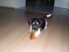 Zuckersüßer Parson Jack Russell 10 Wochen alt in liebevolle Hände abzugeben