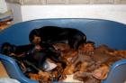 Dobermannwelpen zu verkaufen