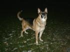 DECKRÜDE Deutsche-Schäferhund suchen weiblich.