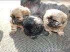 3 reinrassige kleinbleibende Shih Tzu Welpen ab 12. 2. 09 ab zu geben