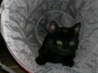 Kleiner Kater sucht dringend ein Zuhause