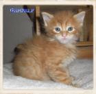Maine Coon Kitten